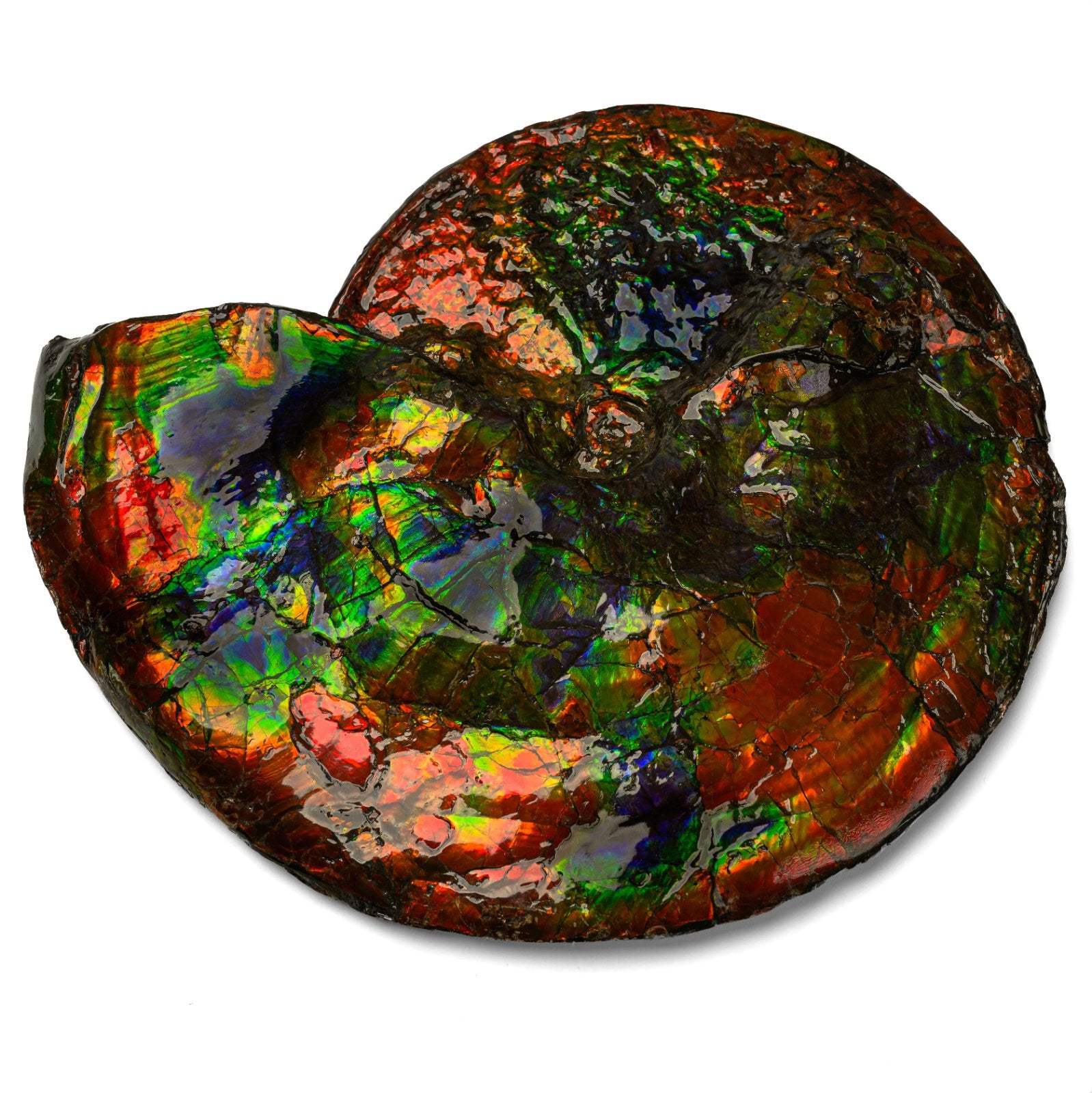 Ammolite | GRANADA | Discover Your Inner Explorer