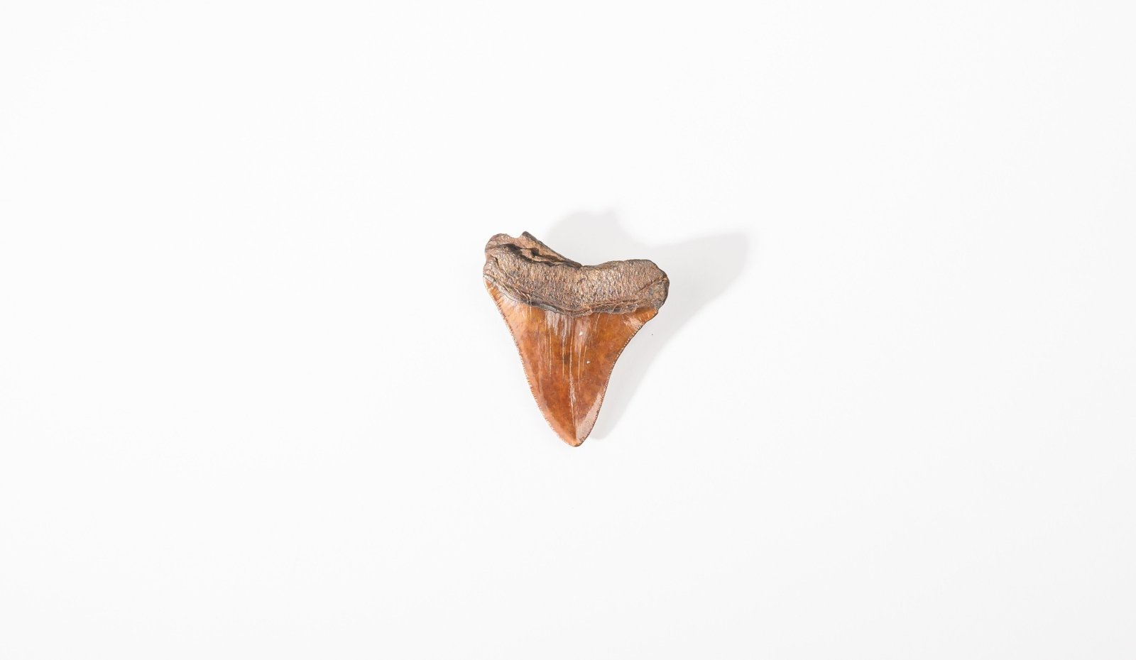 Megalodon Tooth | GRANADA | Discover Your Inner Explorer