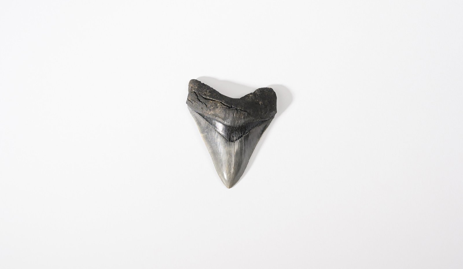 Megalodon Tooth | GRANADA | Discover Your Inner Explorer