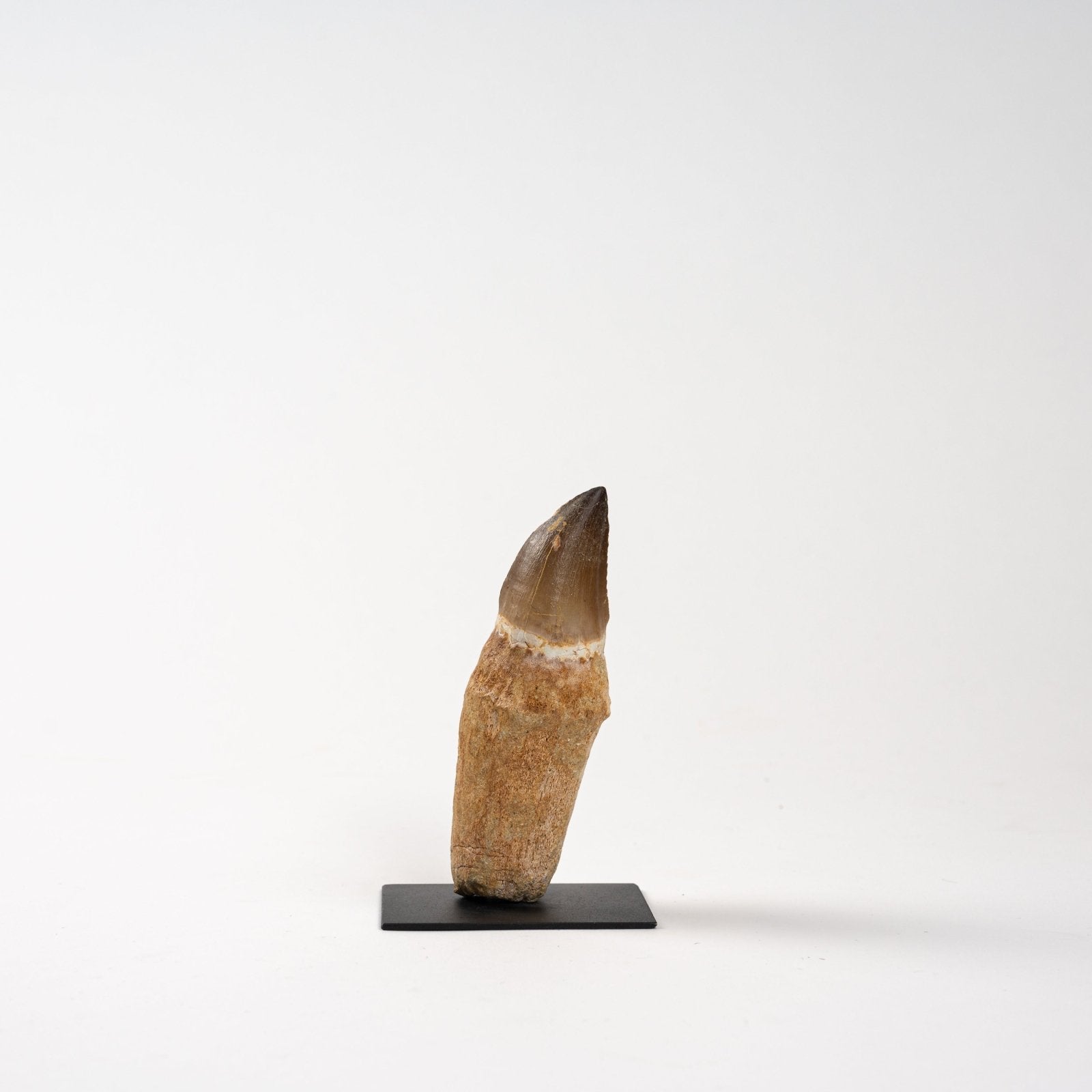 Mosasaur Tooth | GRANADA | Discover Your Inner Explorer