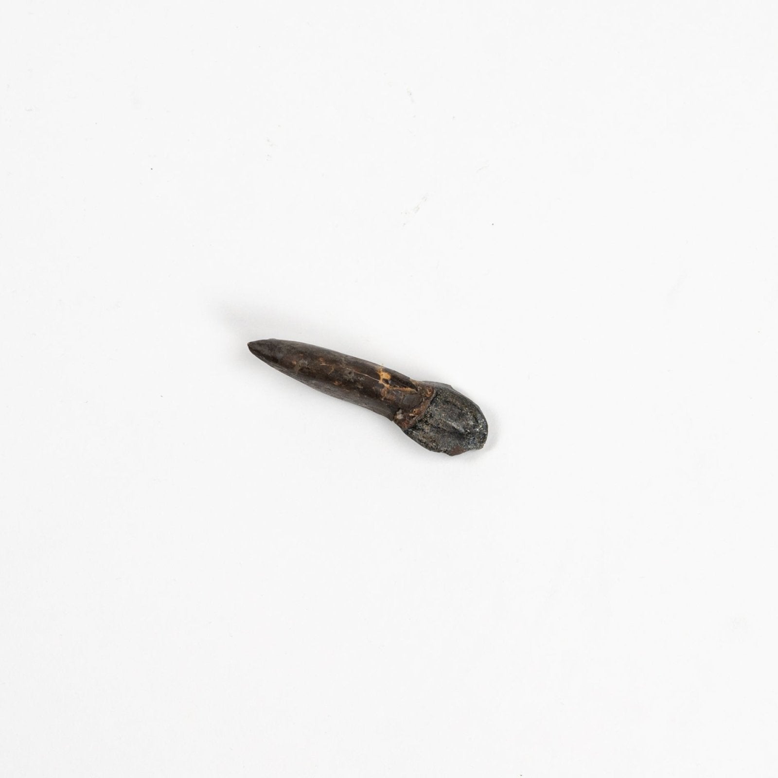Sauropod Tooth | GRANADA | Discover Your Inner Explorer