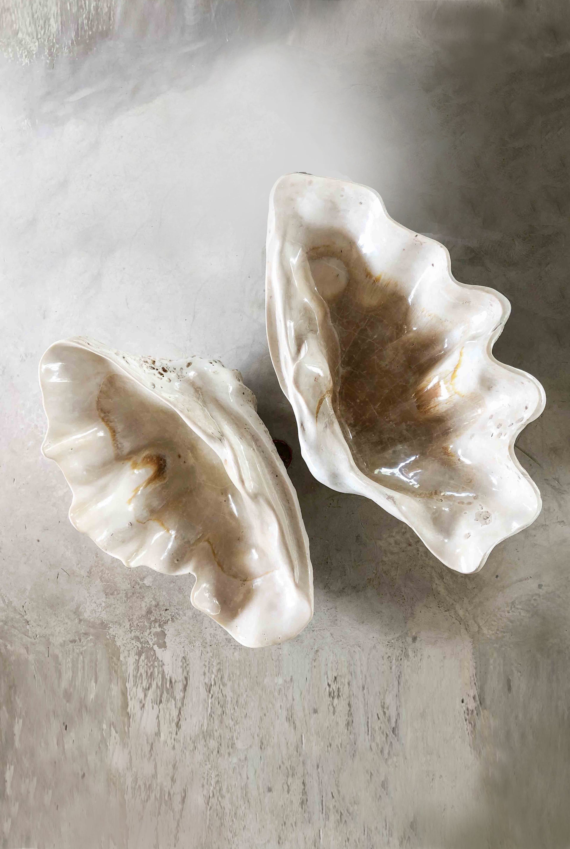 giant clamshell – GRANADA