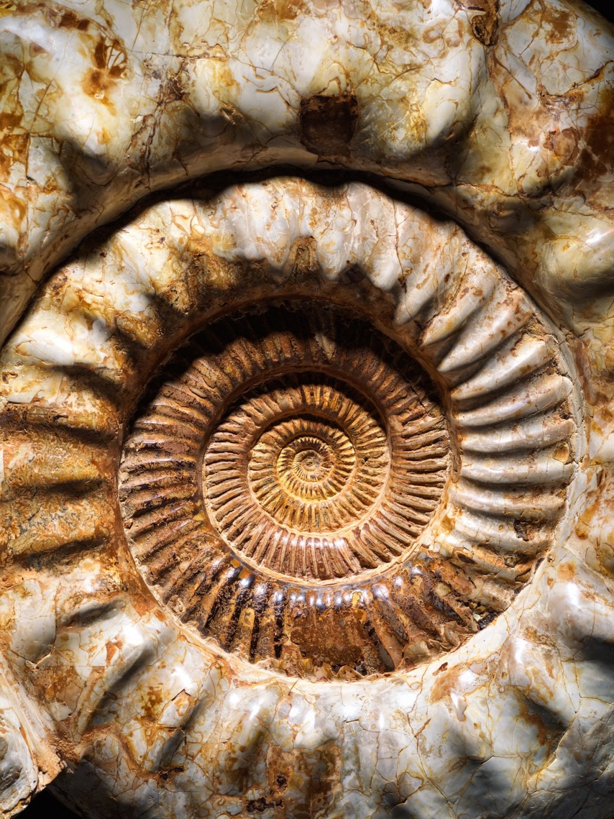 AMMONITE | GRANADA | Discover Your Inner Explorer