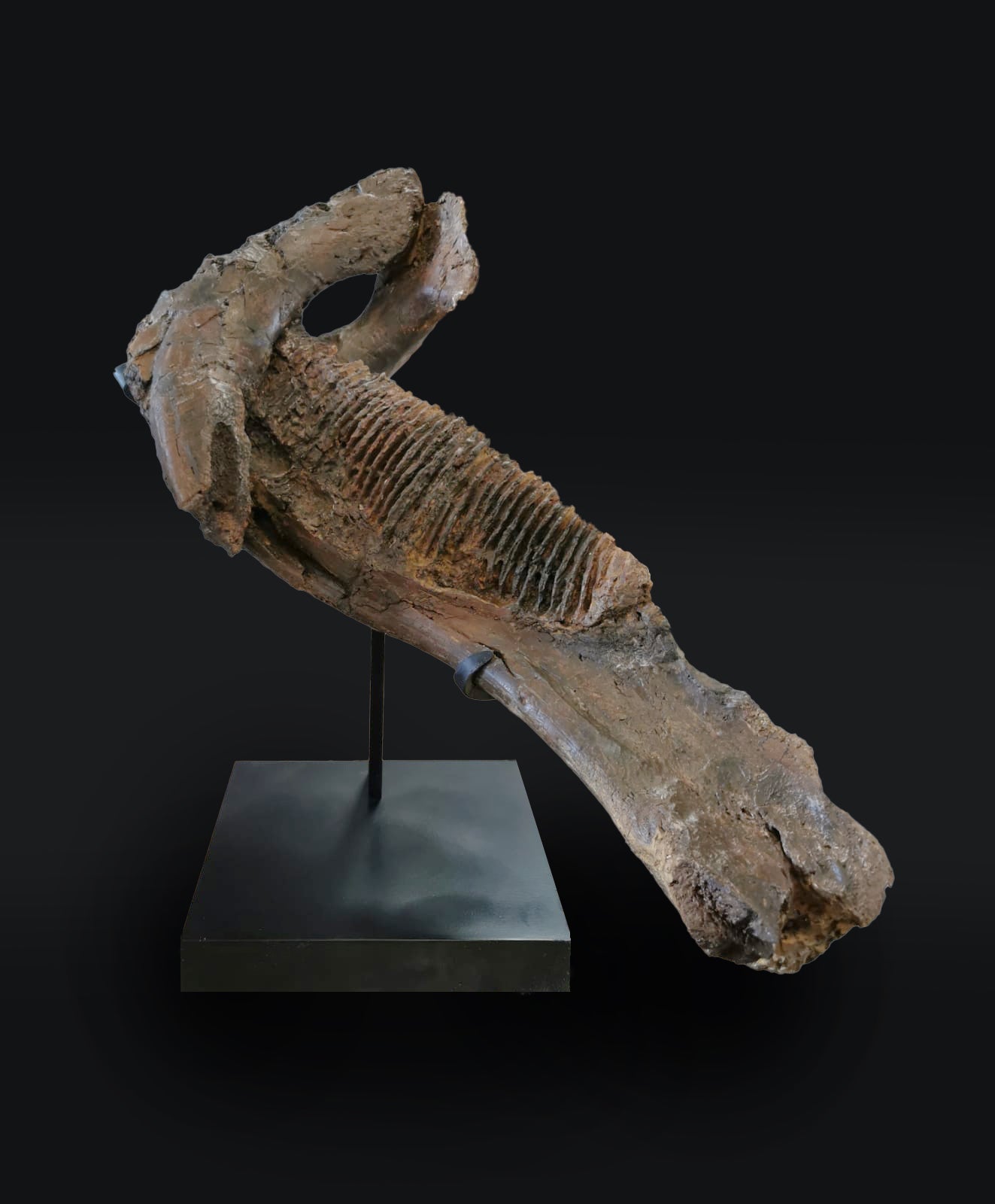 EDMONTOSAURUS JAW | GRANADA | Discover Your Inner Explorer