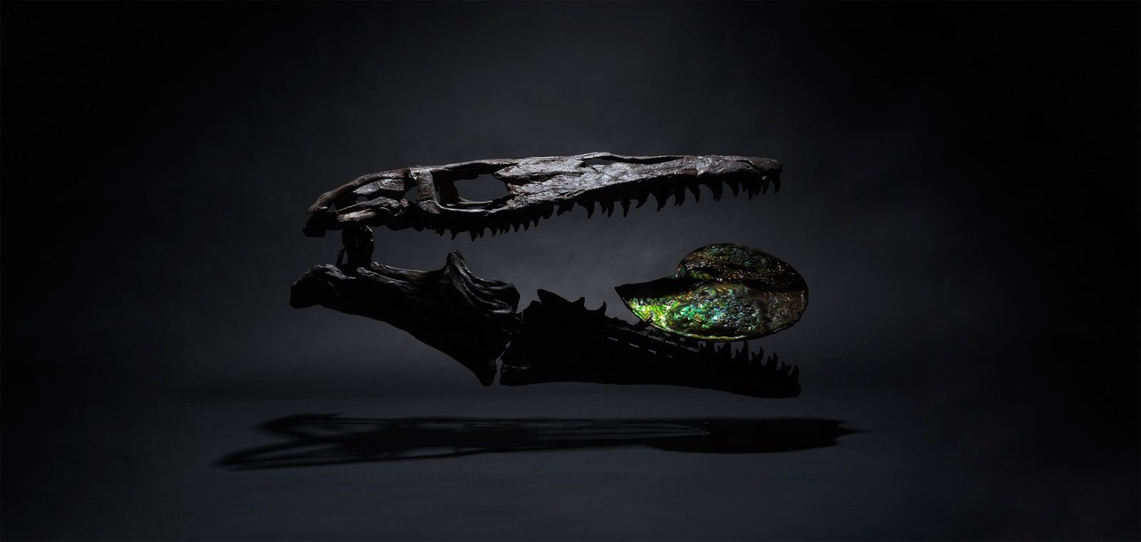 PLATECARPUS SKULL | GRANADA | Discover Your Inner Explorer