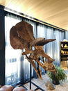 TRICERATOPS SKULL | GRANADA | Discover Your Inner Explorer